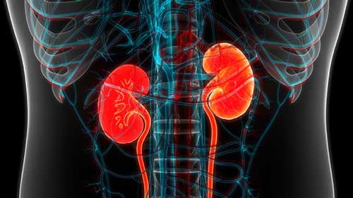 Kidneys on a black background